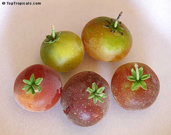 زردآلوی گرمسیری